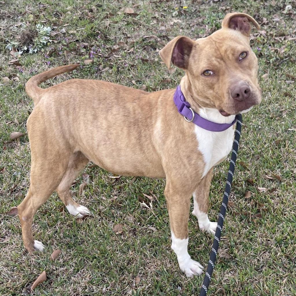 Missy "Stella", Adoptable, Adult Female American Staffordshire Terrier.