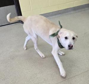 Enlarge Sparky, an adopted mixed breed in Bucyrus, OH image 5/6