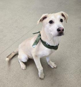 Enlarge Sparky, an adopted mixed breed in Bucyrus, OH image 1/6