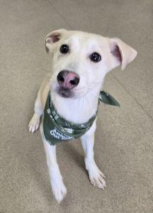 Enlarge Sparky, an adopted mixed breed in Bucyrus, OH image 3/6