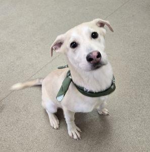 Enlarge Sparky, an adopted mixed breed in Bucyrus, OH image 2/6