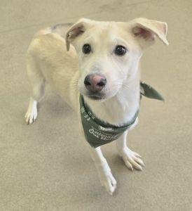 Enlarge Sparky, an adopted mixed breed in Bucyrus, OH image 4/6