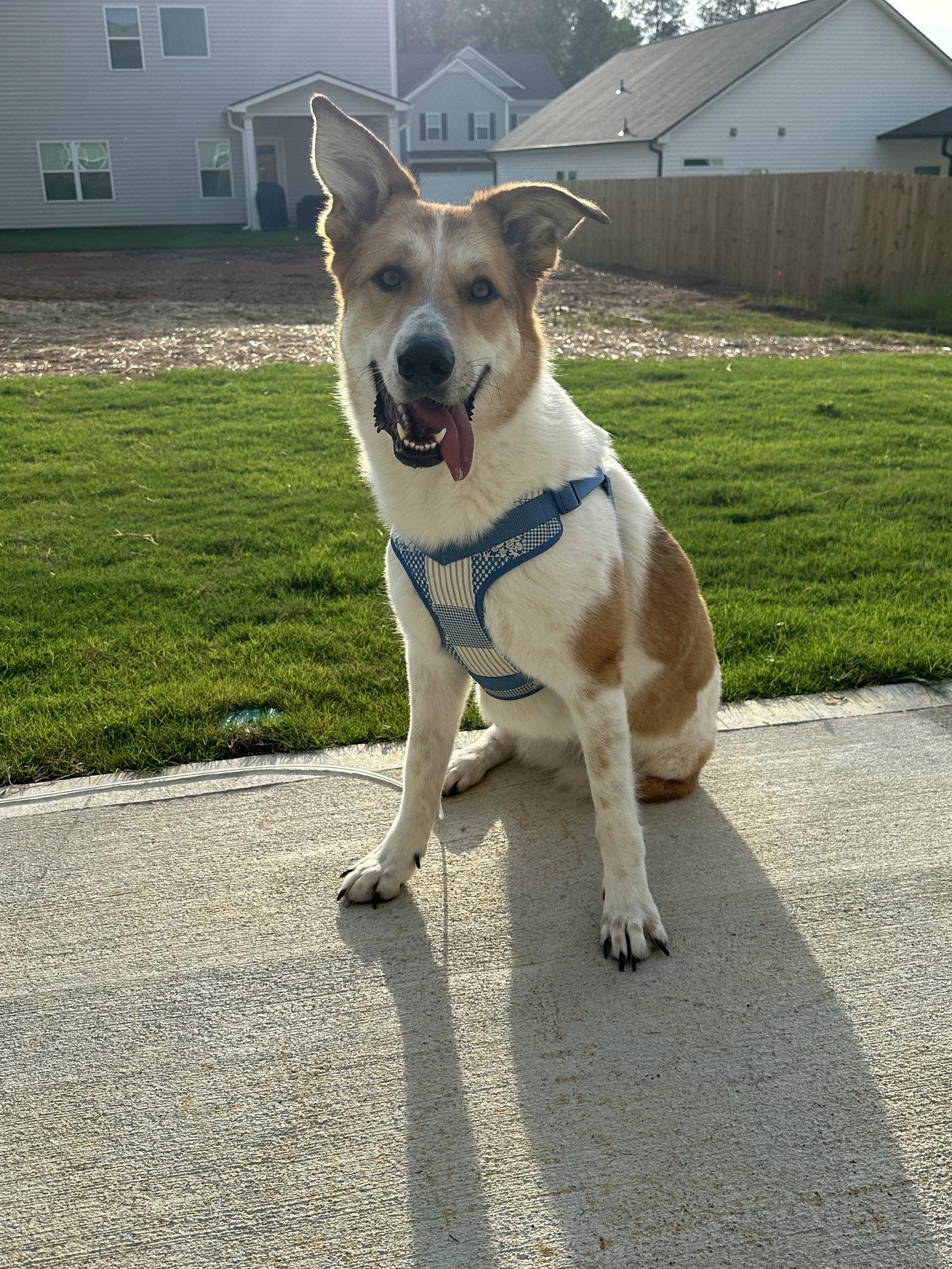 Lauren, Adoptable, Adult Female Carolina Dog.