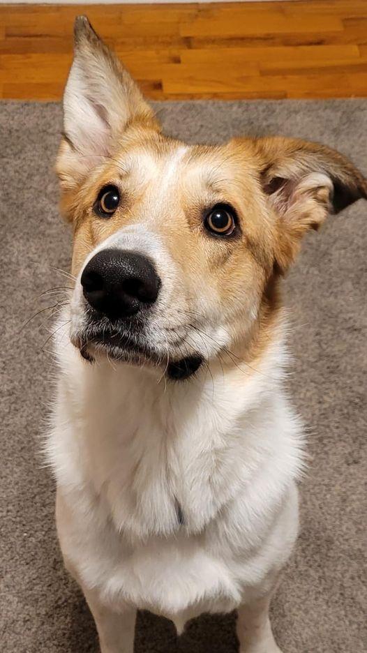 Enlarge Lauren, a Adoptable Carolina Dog in Calhoun, GA image 2/3