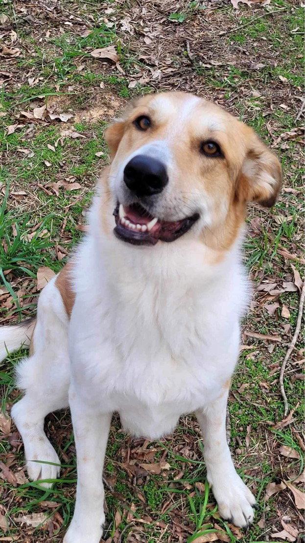 Enlarge Lauren, a Adoptable Carolina Dog in Calhoun, GA image 3/3