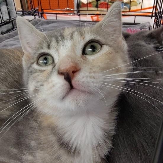 Squeezy (Sister to Squishy)