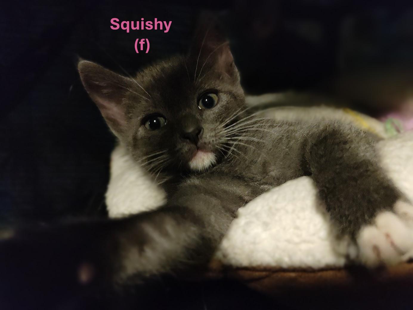 Squeezy (Sister to Squishy)
