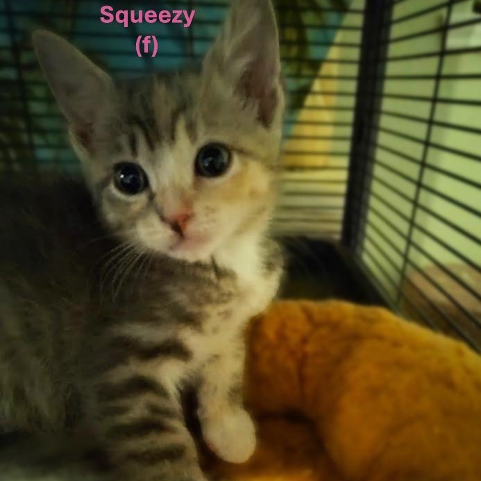 Squeezy (Sister to Squishy)