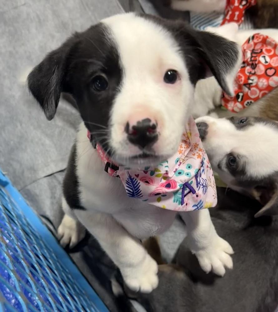 Ariel, a Adoptable mixed breed in Warr Acres, OK image 1/6