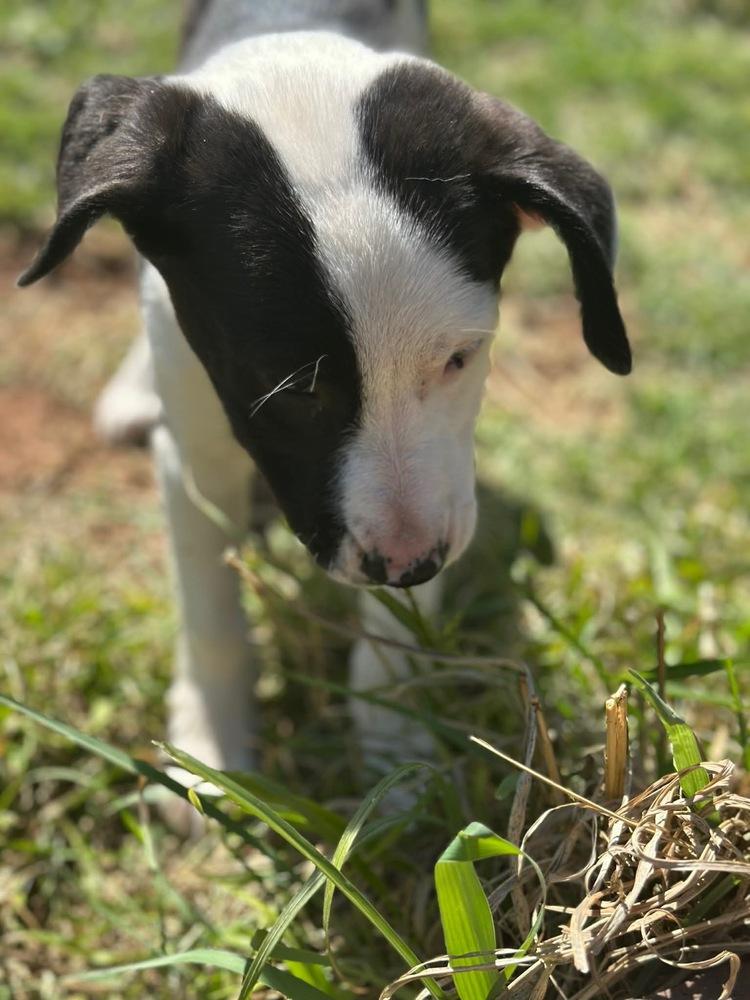 Enlarge Ariel, a Adoptable mixed breed in Warr Acres, OK image 2/6