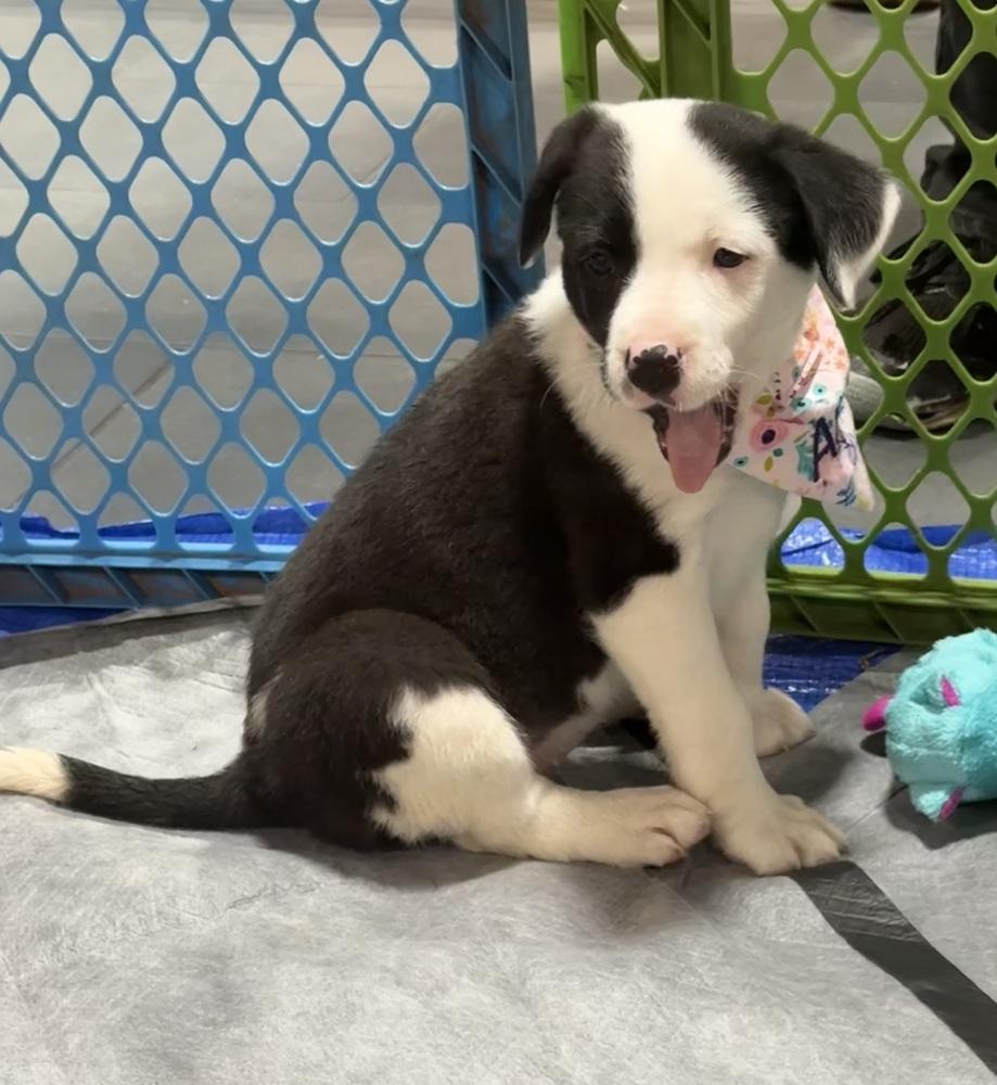 Ariel, a Adoptable mixed breed in Warr Acres, OK image 4/6