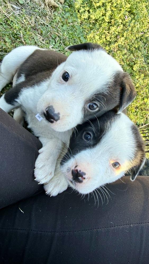 Ariel, a Adoptable mixed breed in Warr Acres, OK image 5/6