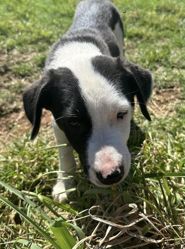 Enlarge Ariel, a Adoptable mixed breed in Warr Acres, OK image 5/6