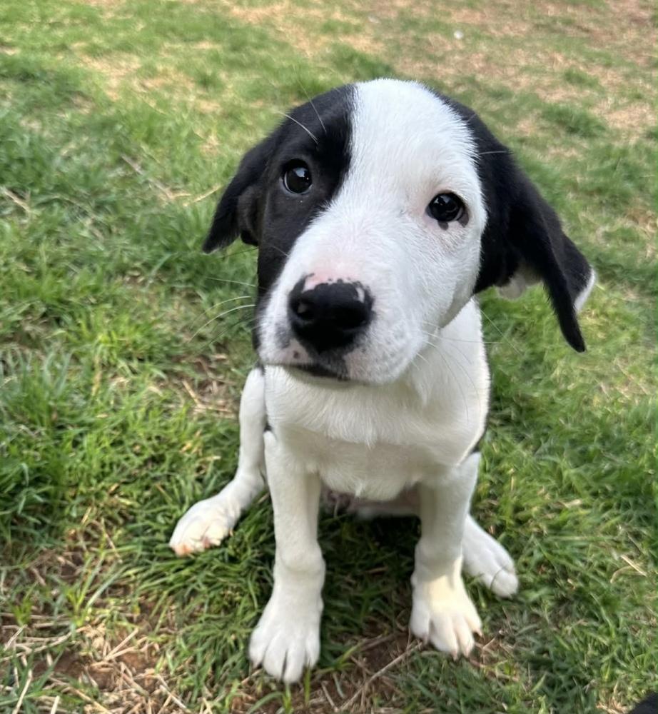 Enlarge Ariel, a Adoptable mixed breed in Warr Acres, OK image 6/6