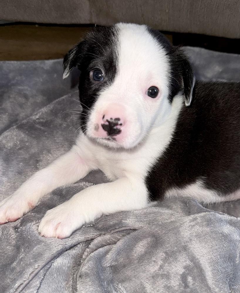 Ariel, a Adoptable mixed breed in Warr Acres, OK image 6/6