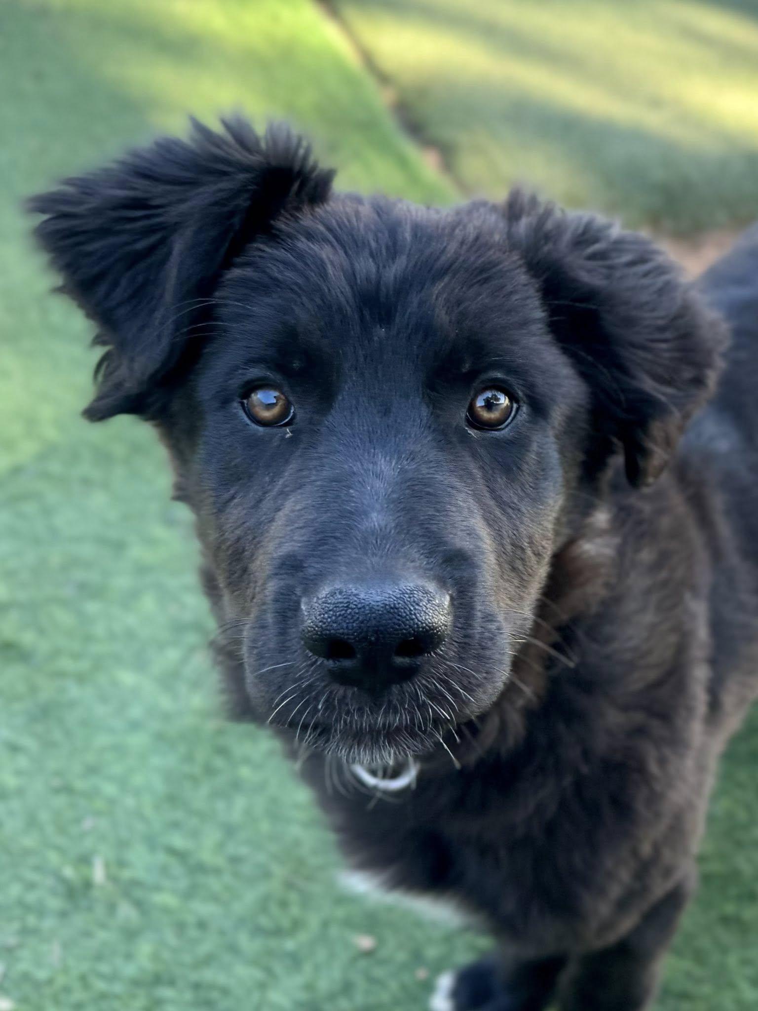 Enlarge Monica, an adopted mixed breed in Agua Dulce, CA image 4/5