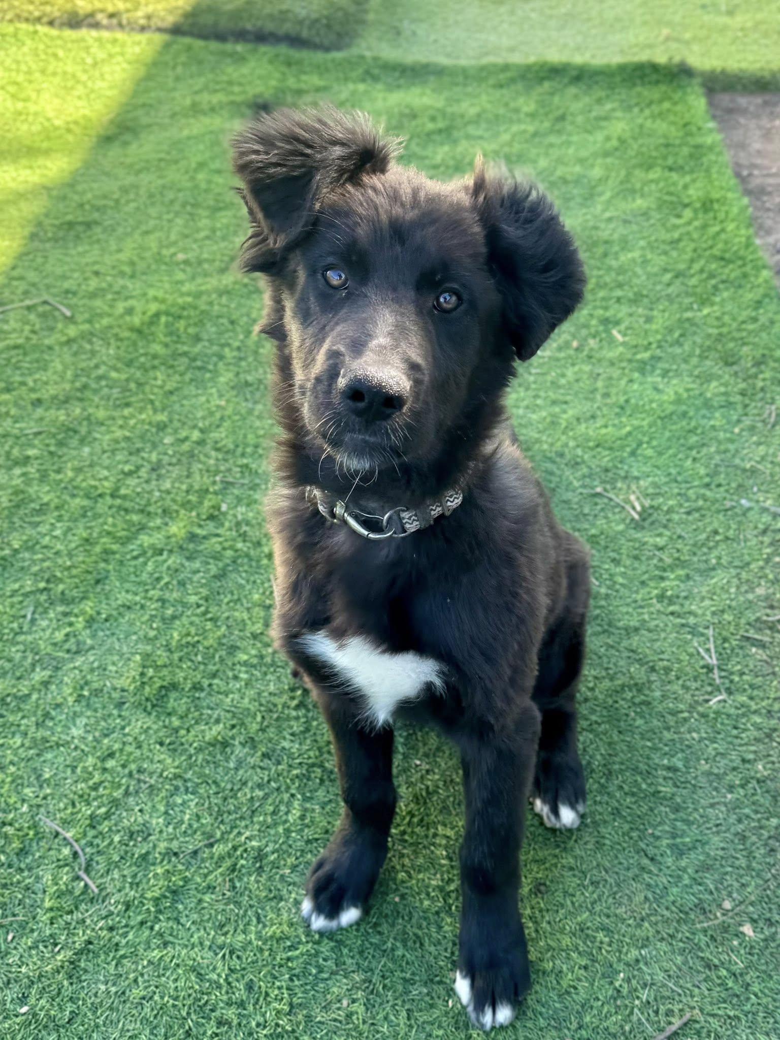 Enlarge Monica, an adopted mixed breed in Agua Dulce, CA image 5/5