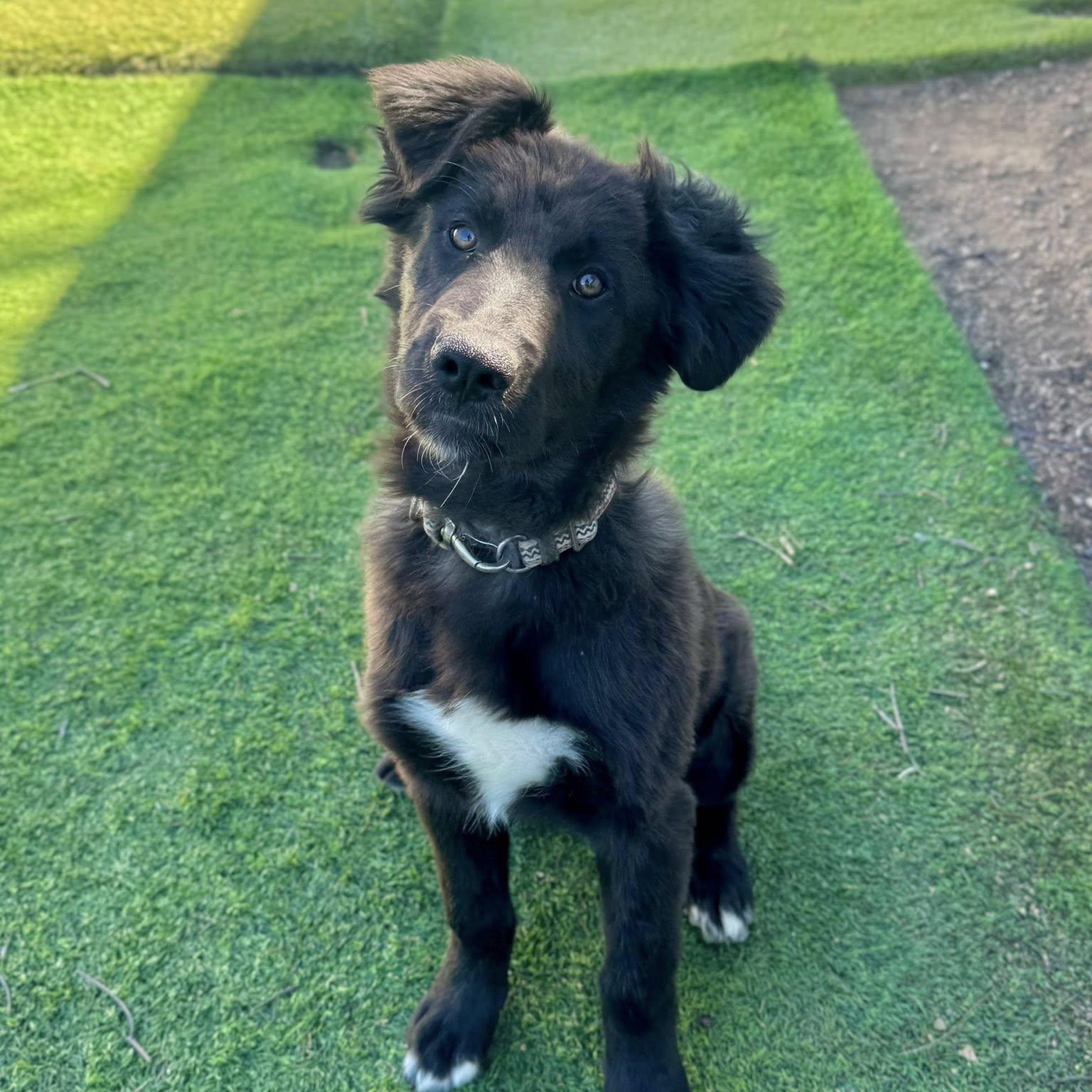 Monica, adopted, Puppy Female Golden Retriever & Labrador Retriever.