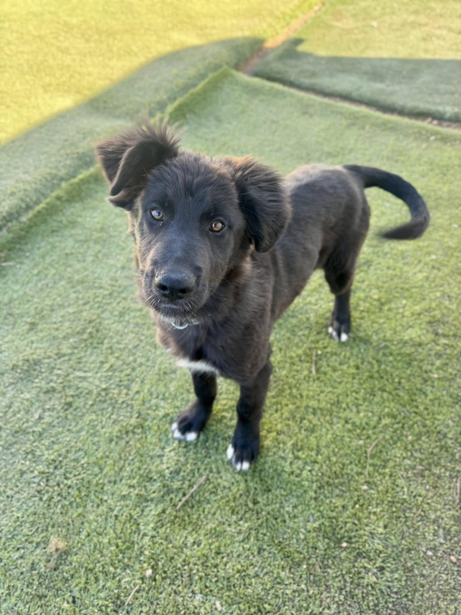 Enlarge Monica, an adopted mixed breed in Agua Dulce, CA image 2/5