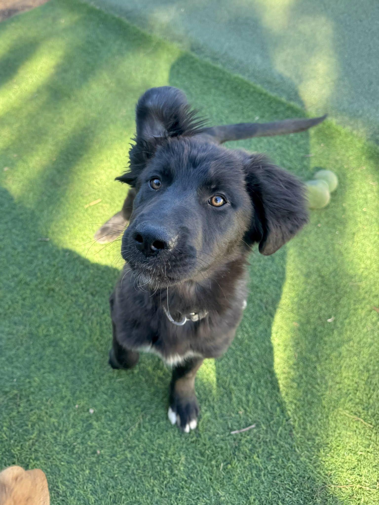 Enlarge Monica, an adopted mixed breed in Agua Dulce, CA image 3/5