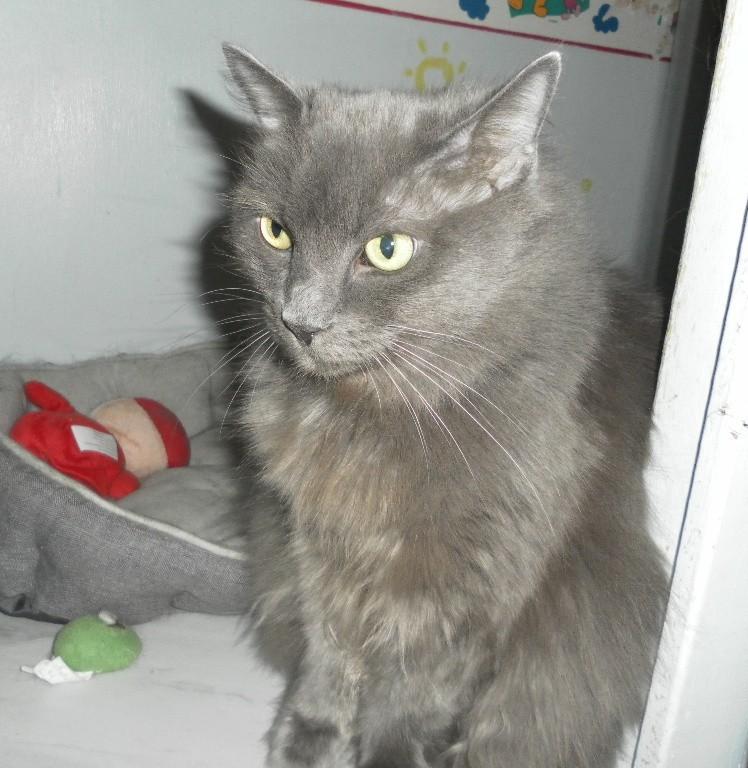 BREEZY, Adopted, Adult Female Domestic Medium Hair & Russian Blue.
