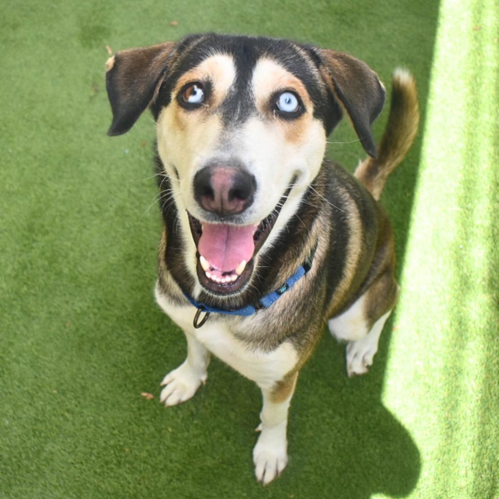 Kira, Adoptable, Young Female Siberian Husky.
