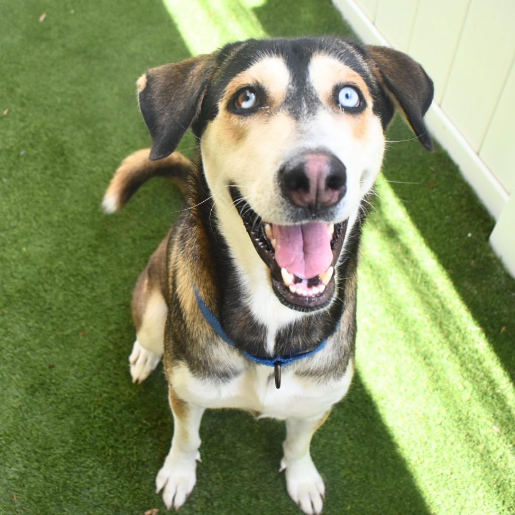 Kira, a Adoptable mixed breed in Saint Petersburg, FL image 2/3