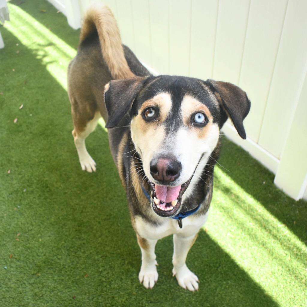 Kira, a Adoptable mixed breed in Saint Petersburg, FL image 3/3