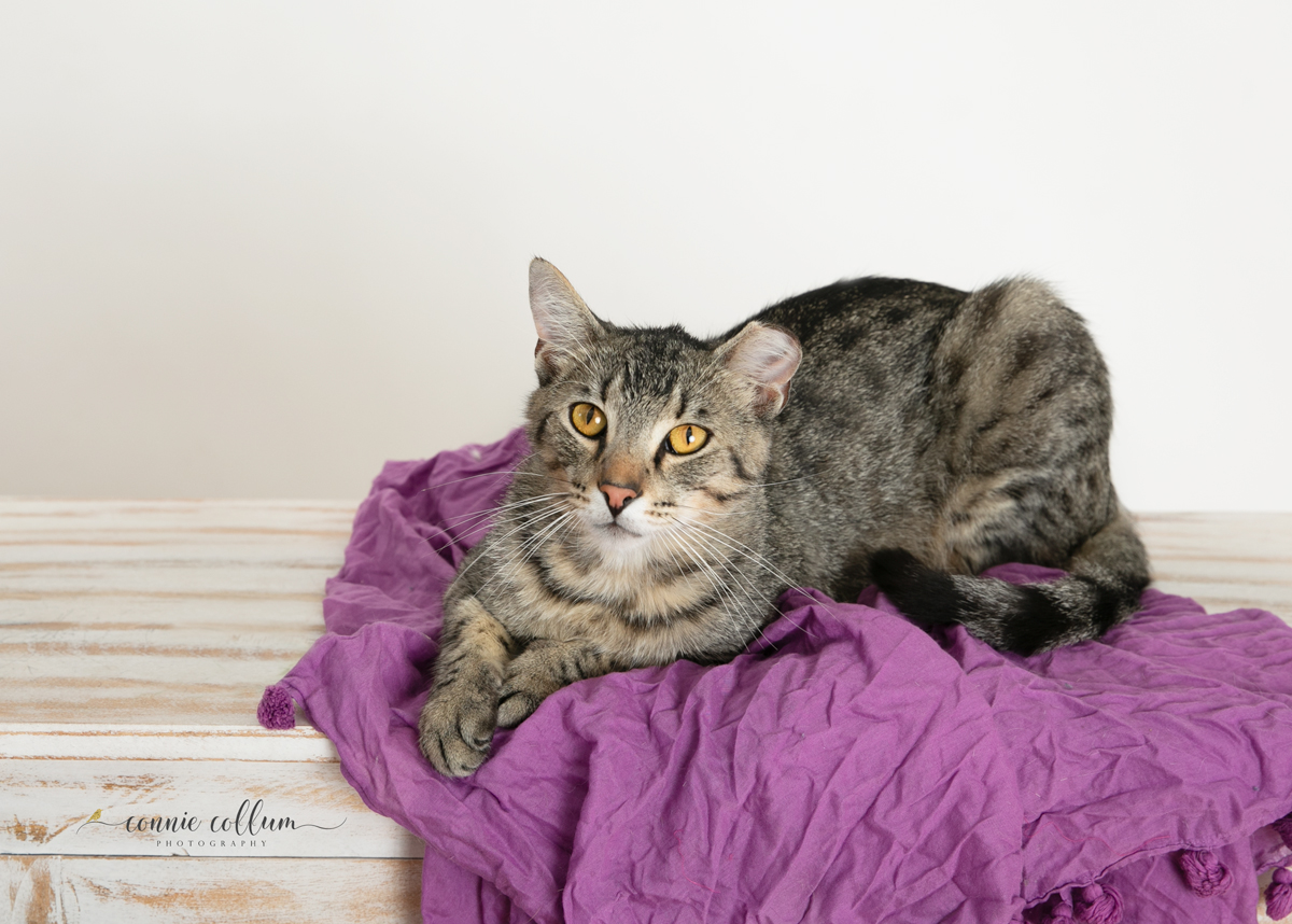 TIGER, a Adoptable Domestic Short Hair in Homewood, AL image 1/6