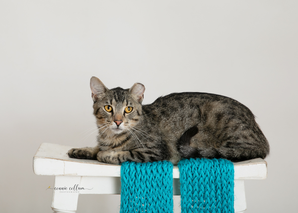 TIGER, a Adoptable Domestic Short Hair in Homewood, AL image 2/6