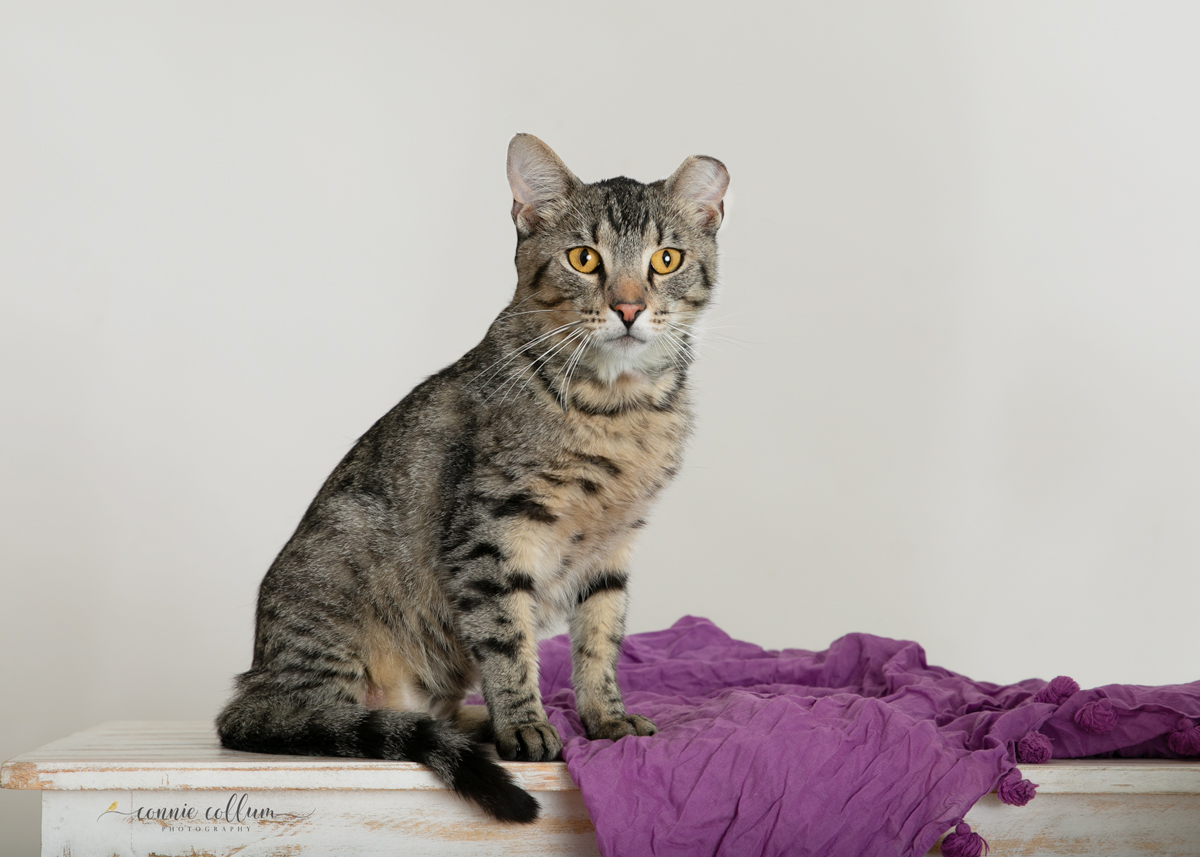 TIGER, a Adoptable Domestic Short Hair in Homewood, AL image 3/6