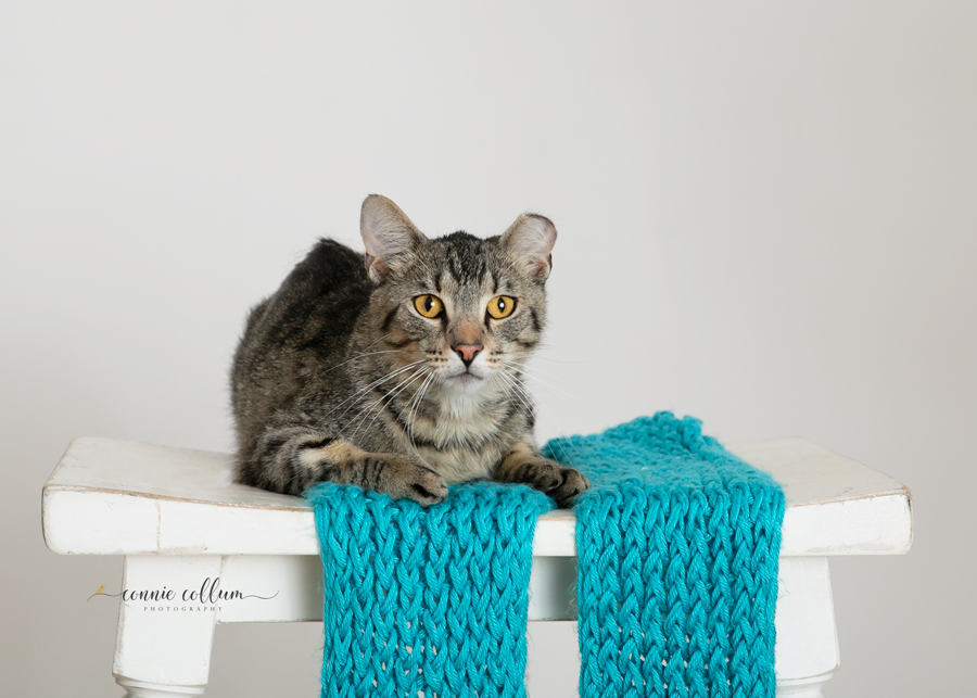 TIGER, a Adoptable Domestic Short Hair in Homewood, AL image 4/6