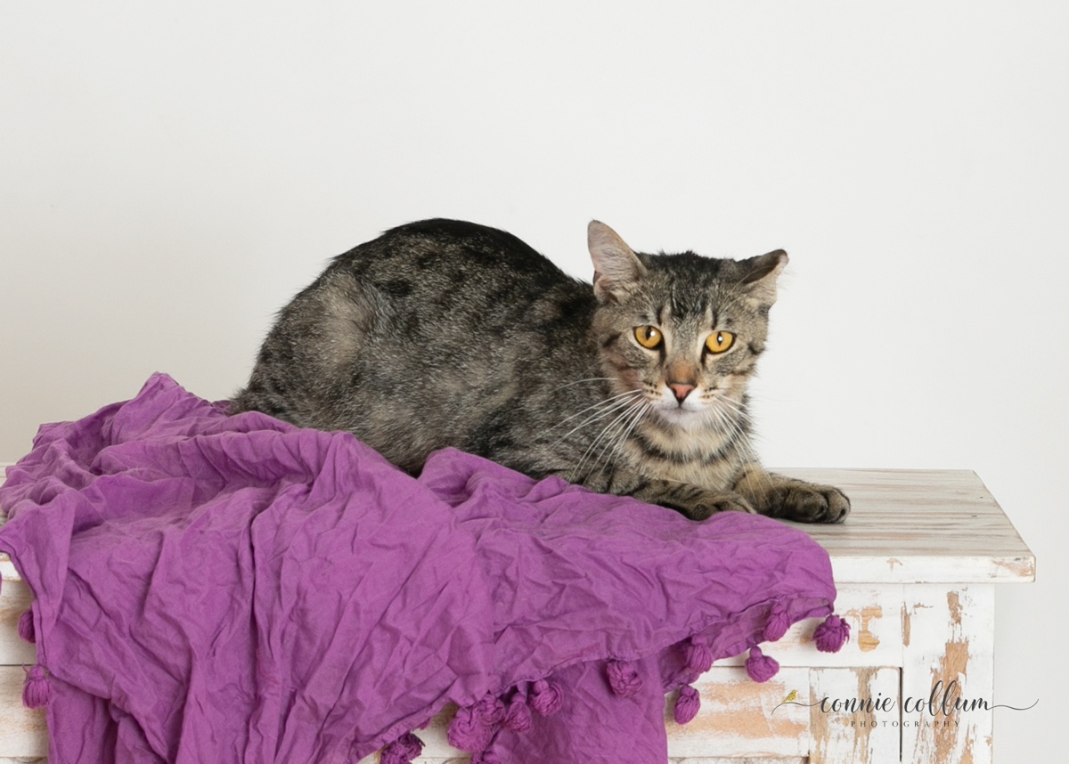 TIGER, a Adoptable Domestic Short Hair in Homewood, AL image 5/6