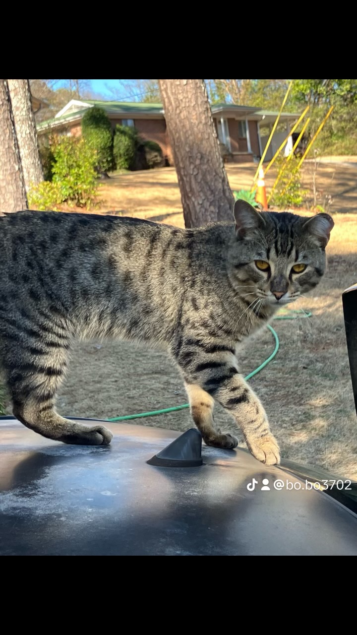TIGER, a Adoptable Domestic Short Hair in Homewood, AL image 6/6