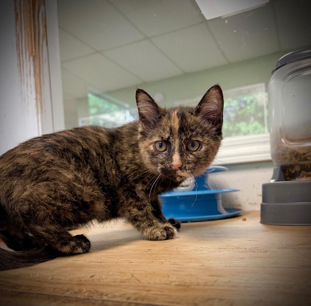 Bridget, Adopted, Kitten Female Domestic Short Hair.