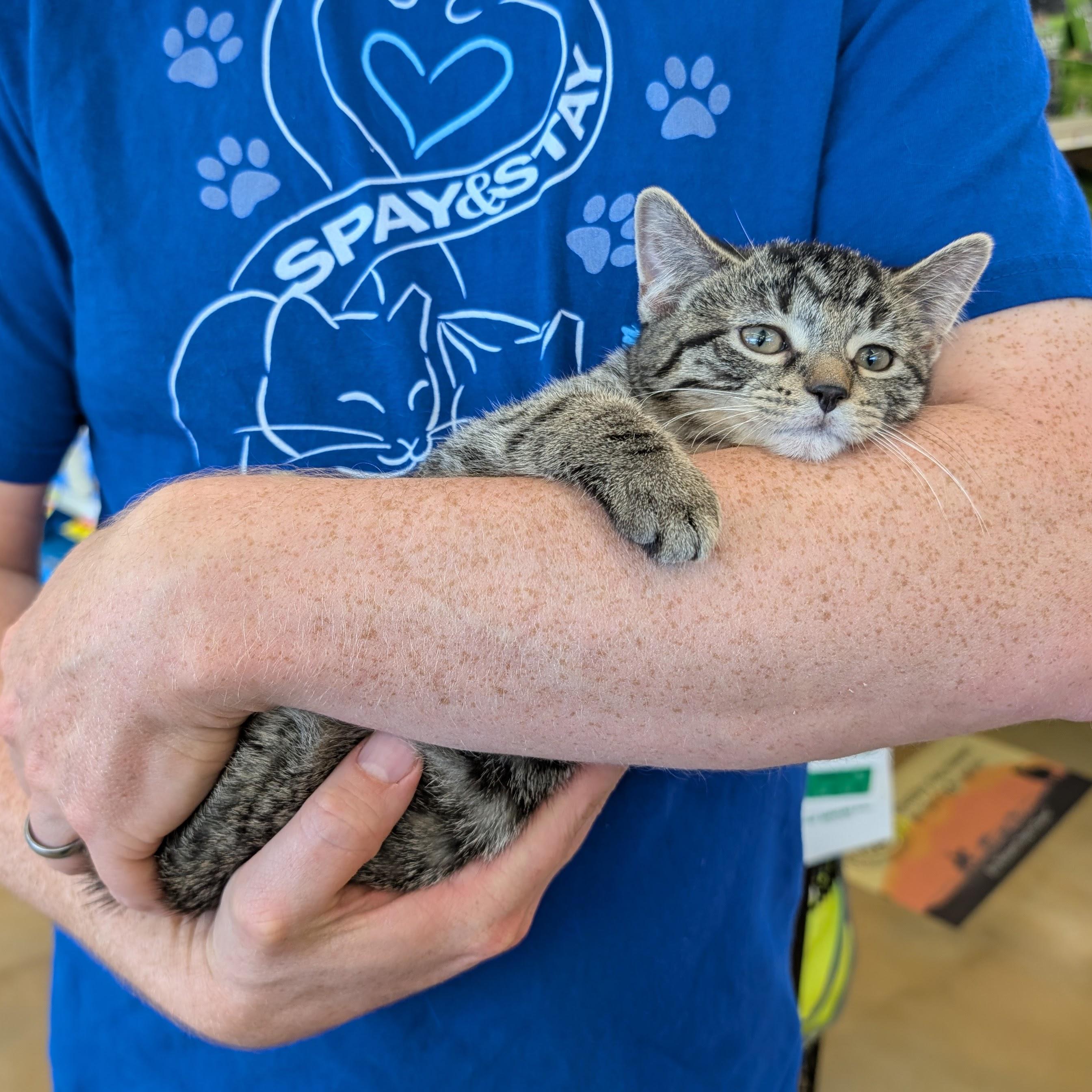 Enlarge Chrysanthemum, a ADOPTABLE Domestic Short Hair in Grayslake, IL image 2/3