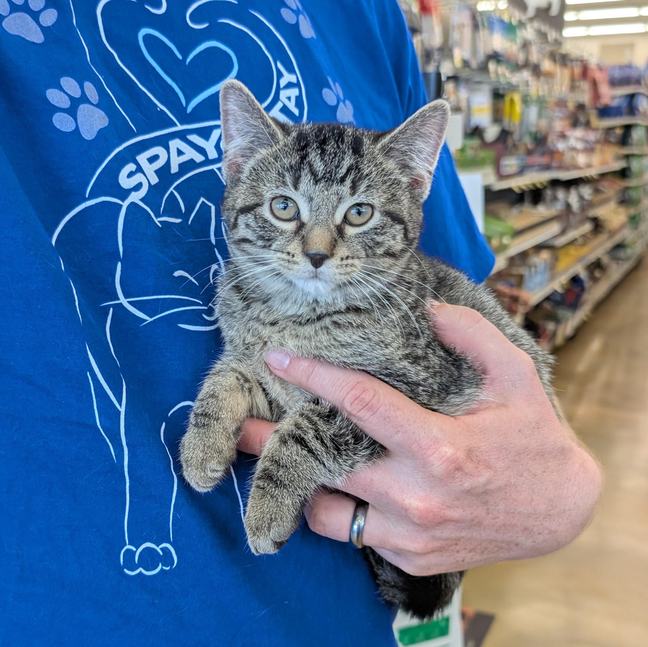 Chrysanthemum, ADOPTABLE, Kitten Female Domestic Short Hair.