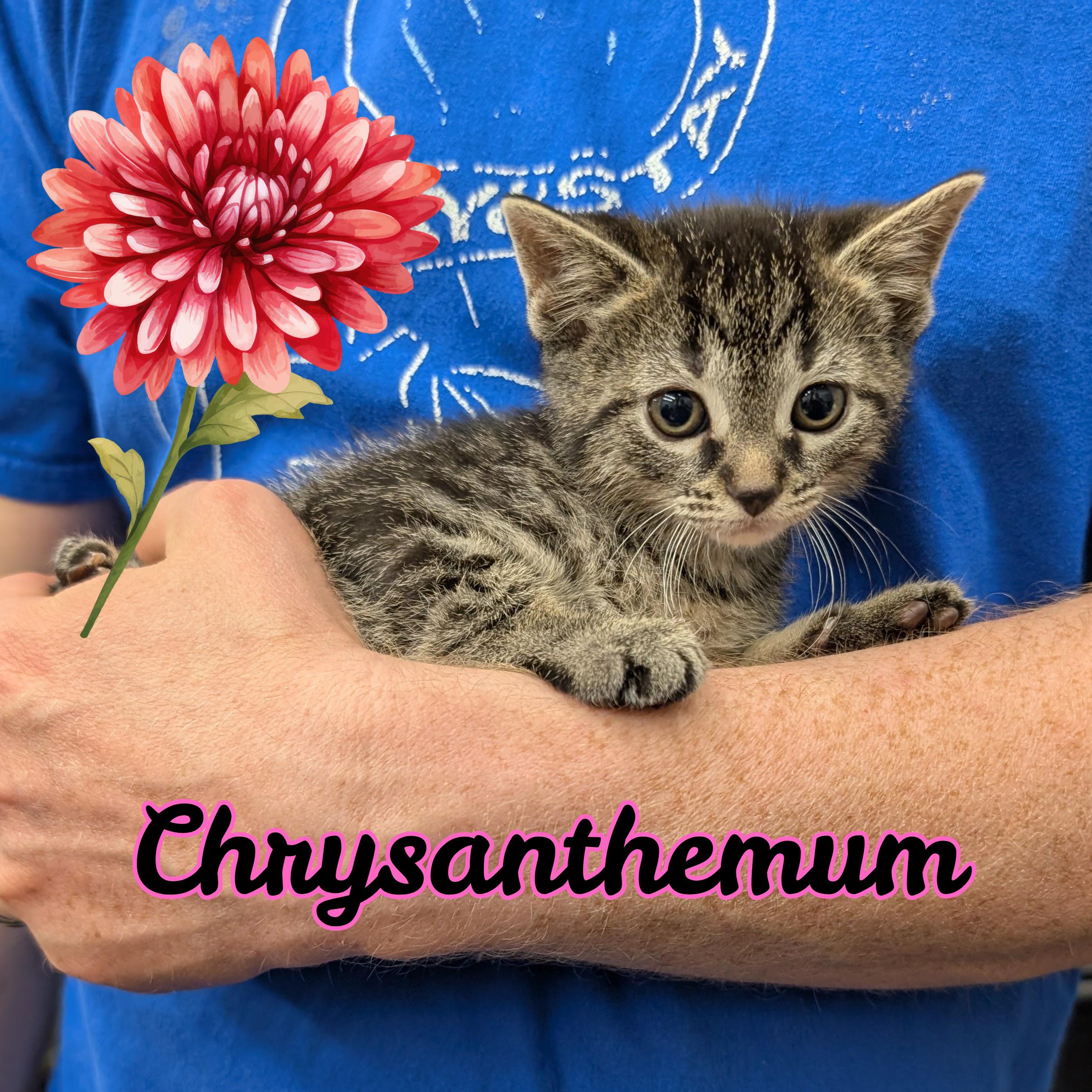 Enlarge Chrysanthemum, a ADOPTABLE Domestic Short Hair in Grayslake, IL image 3/3