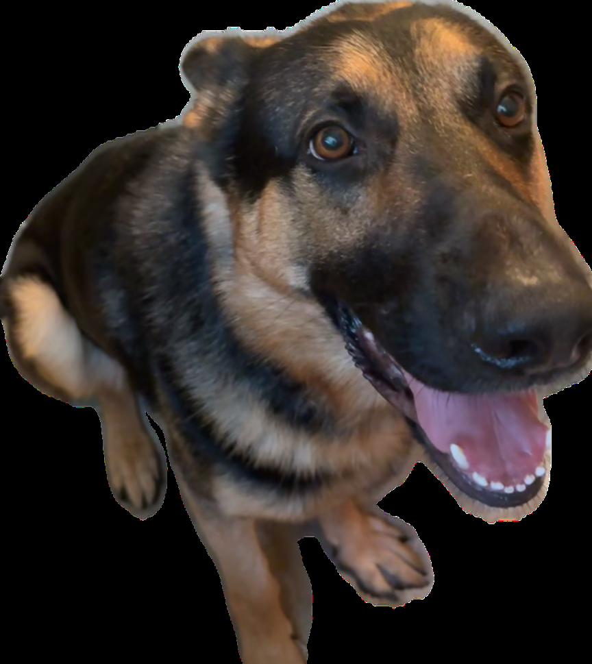 Enlarge RAGNAR -COURTESY POST, a Adopted German Shepherd Dog in Staten Island, NY image 5/5