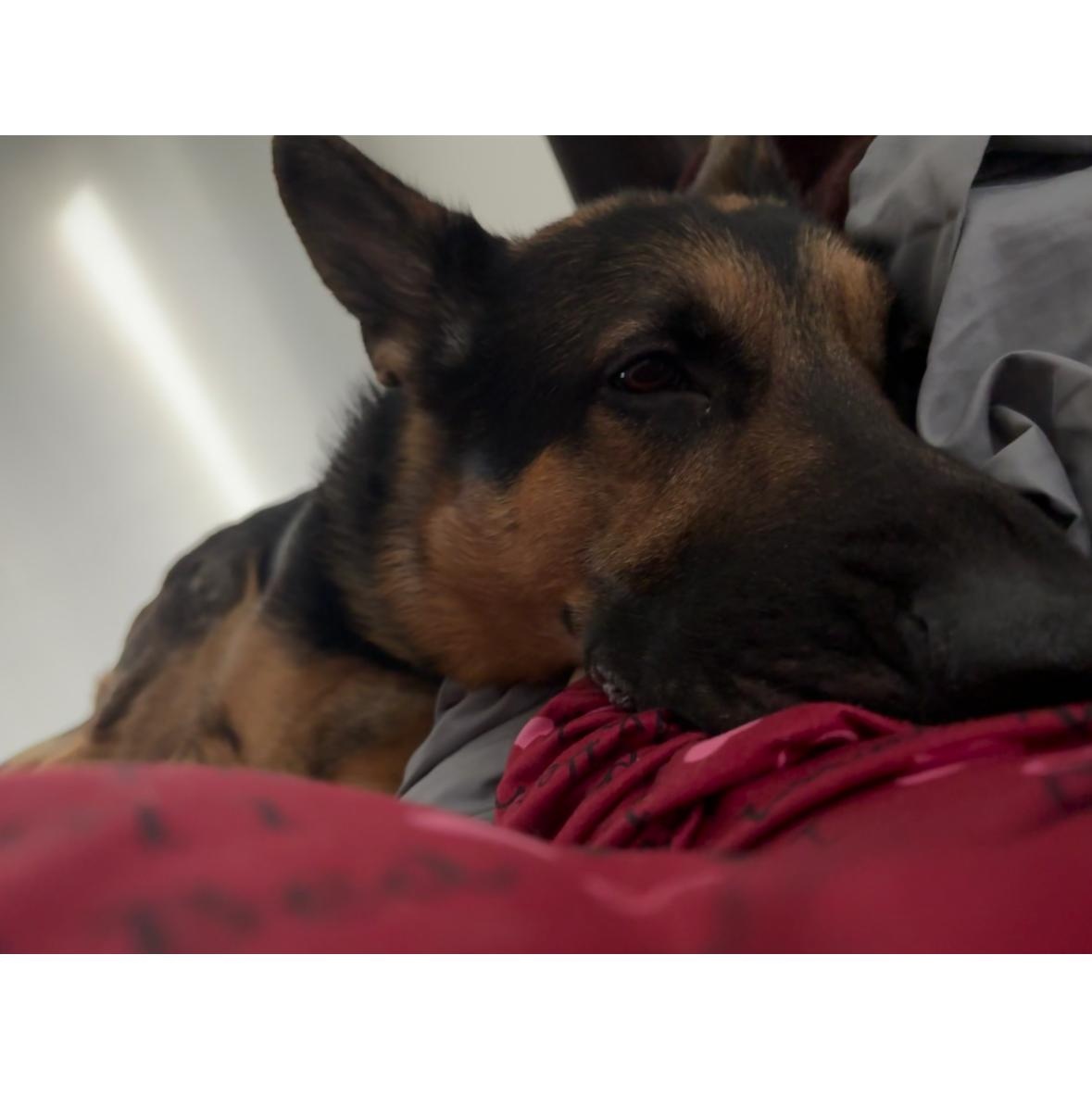 RAGNAR -COURTESY POST, Adopted, Young Male German Shepherd Dog.