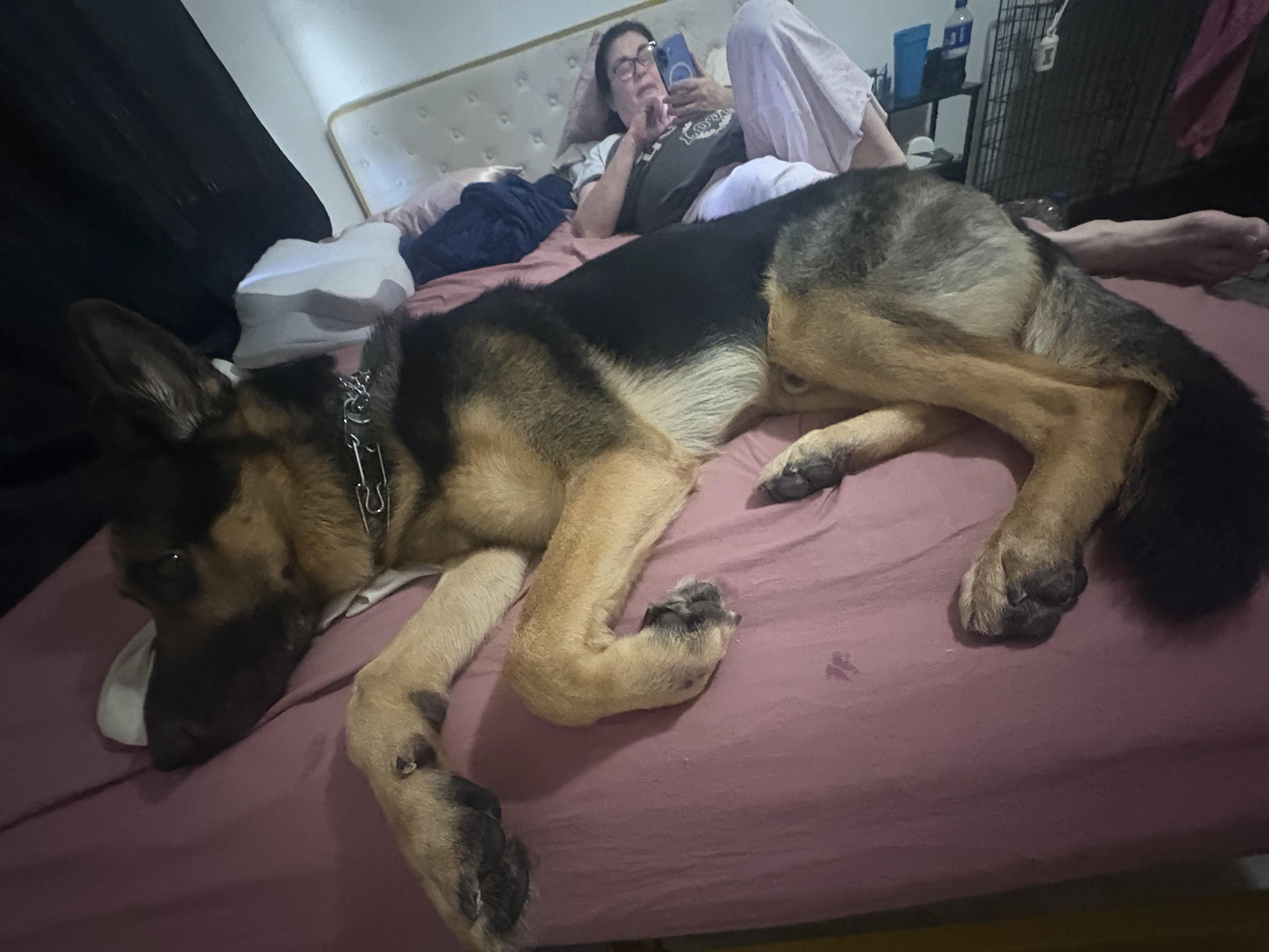 Enlarge RAGNAR -COURTESY POST, a Adopted German Shepherd Dog in Staten Island, NY image 2/5