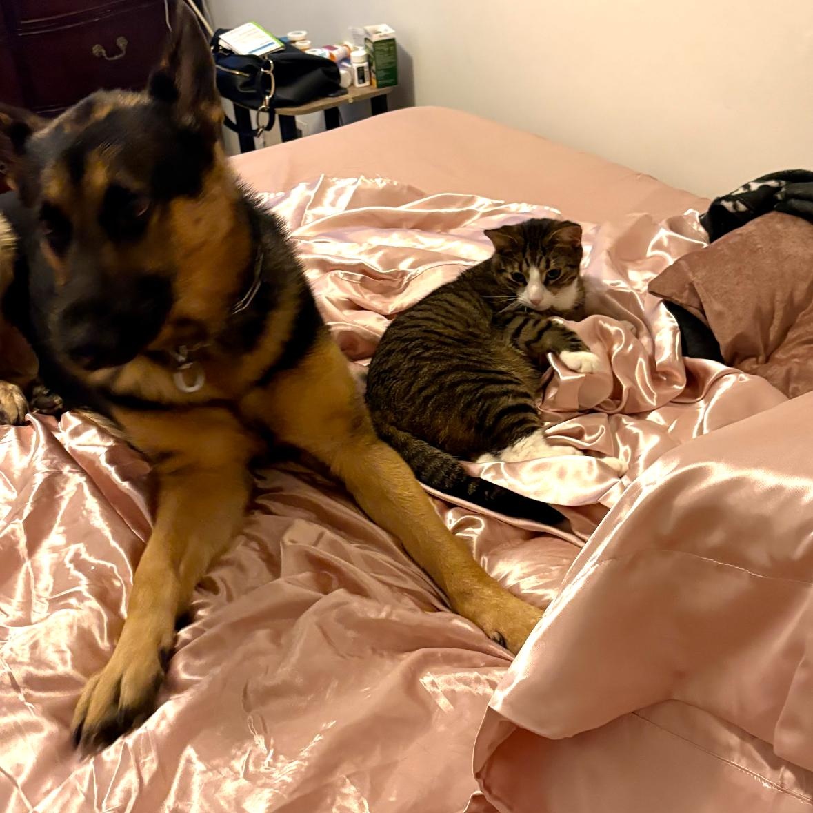 Enlarge RAGNAR -COURTESY POST, a Adopted German Shepherd Dog in Staten Island, NY image 3/5