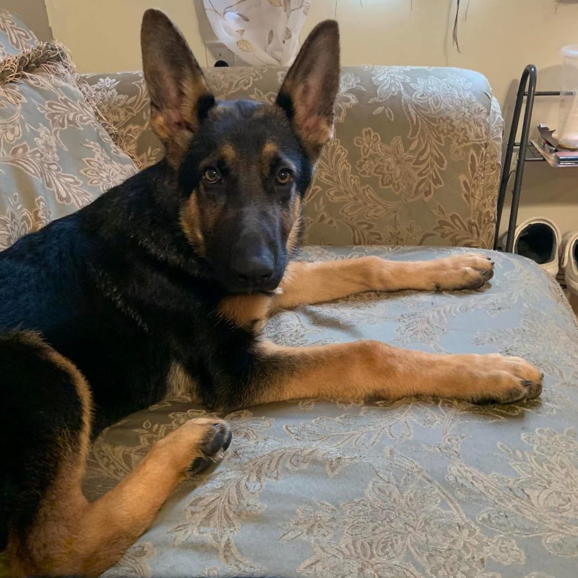 Enlarge RAGNAR -COURTESY POST, a Adopted German Shepherd Dog in Staten Island, NY image 4/5