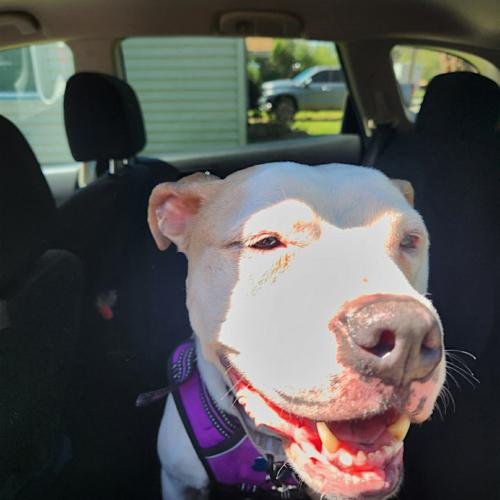 Angus, Adoptable, Adult Male Pit Bull Terrier.
