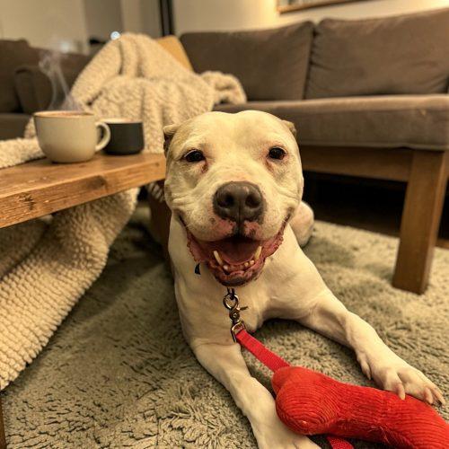 Enlarge Angus, a Adoptable Pit Bull Terrier in Memphis, TN image 2/5