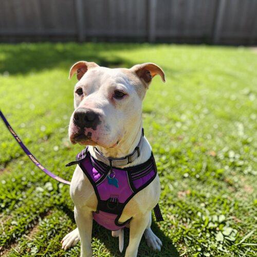 Enlarge Angus, a Adoptable Pit Bull Terrier in Memphis, TN image 3/5