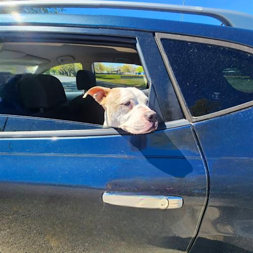 Enlarge Angus, a Adoptable Pit Bull Terrier in Memphis, TN image 4/5