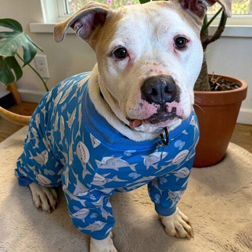 Enlarge Angus, a Adoptable Pit Bull Terrier in Memphis, TN image 5/5