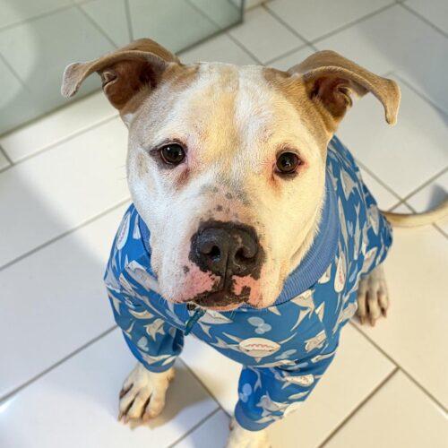 Enlarge Angus, a Adoptable Pit Bull Terrier in Memphis, TN image 6/6