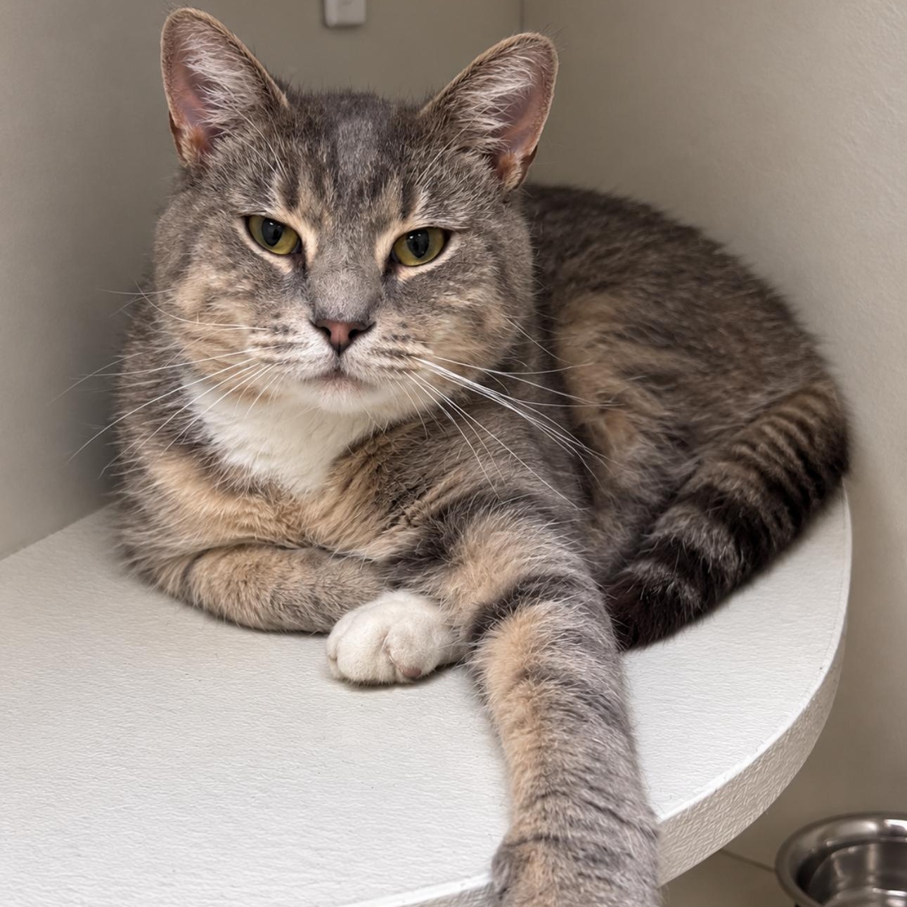 Enlarge Stormy, a Adoptable Domestic Short Hair in New Castle, IN image 1/1